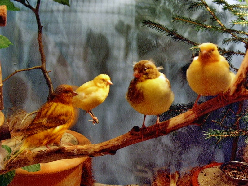drei Jungvögel mit Elterntier männlich